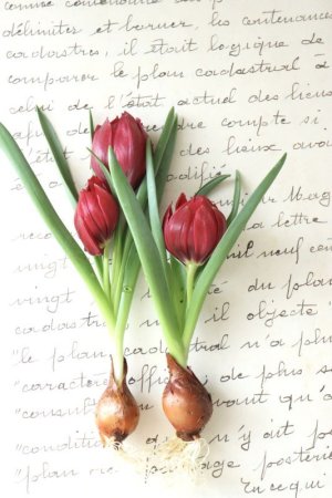 画像7: 原種八重咲きチューリップ "テタテート" 