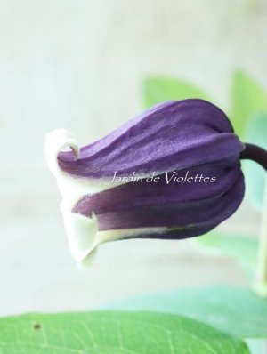 画像2: 壺型クレマチス "花紫" 充実苗!