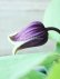 画像4: 壺型クレマチス "花紫" 充実苗!