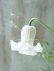 画像2: 壺型クレマチス "白のクリスパ" 充実苗! (2)