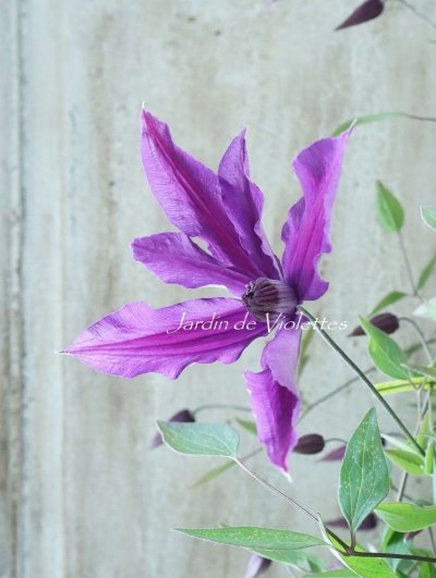 seedling - Jardin de Violettes (Page 2)