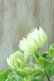 画像12: 八重咲きクレマチス "雪おこし" 17cmポット