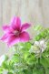 画像3: 八重咲きクレマチス "ベルオブウォーキング" 咲き分けタイプ 15cmポット