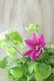 画像5: 八重咲きクレマチス "ベルオブウォーキング" 咲き分けタイプ 15cmポット