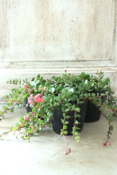 Garden Collection - Jardin de Violettes (Page 7)