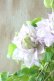 画像3: 八重咲きクレマチス "ベルオブウォーキング" 15cmポット