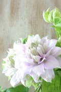 八重咲きクレマチス "ベルオブウォーキング" 15cmポット