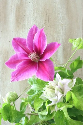 Clematis - Jardin de Violettes