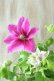 画像1: 八重咲きクレマチス "ベルオブウォーキング" 咲き分けタイプ 15cmポット (1)