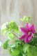 画像4: 八重咲きクレマチス "ベルオブウォーキング" 咲き分けタイプ 15cmポット