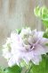 画像2: 八重咲きクレマチス "ベルオブウォーキング" 15cmポット (2)