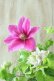 画像2: 八重咲きクレマチス "ベルオブウォーキング" 咲き分けタイプ 15cmポット (2)