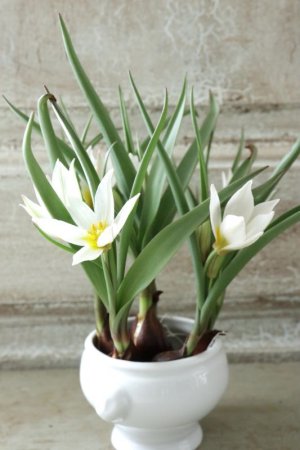 画像10: 芽出し球根 原種系チューリップ "ポリクロマ"