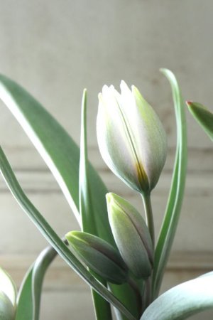 画像9: 芽出し球根 原種系チューリップ "ポリクロマ"