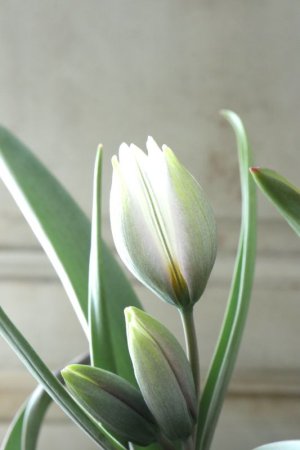 画像7: 芽出し球根 原種系チューリップ "ポリクロマ"