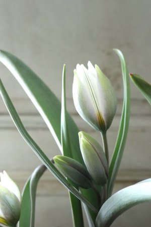 画像5: 芽出し球根 原種系チューリップ "ポリクロマ"