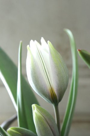 画像6: 芽出し球根 原種系チューリップ "ポリクロマ"