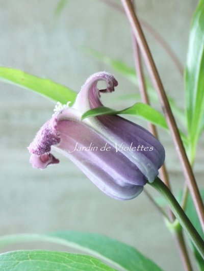 seedling - Jardin de Violettes