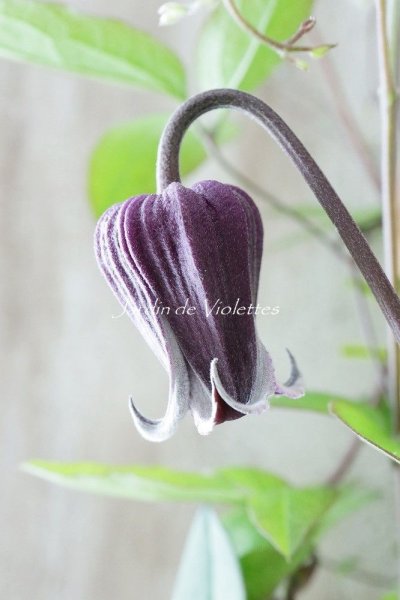 seedling - Jardin de Violettes