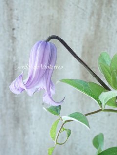 seedling - Jardin de Violettes