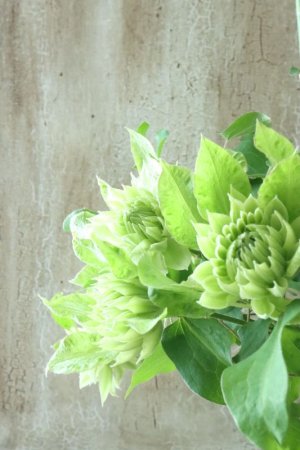 画像2: 八重咲きクレマチス "千の風" 17cmポット