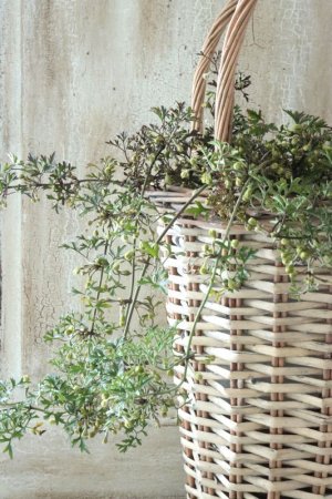 画像15: クレマチス "ぺトレイ" 15cmポット