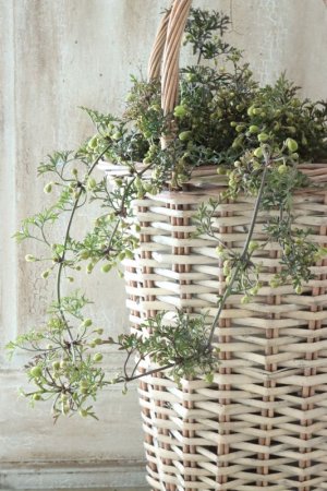 画像11: クレマチス "ぺトレイ" 15cmポット