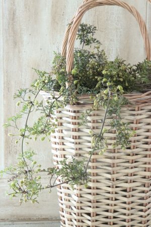 画像12: クレマチス "ぺトレイ" 15cmポット