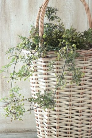 画像13: クレマチス "ぺトレイ" 15cmポット