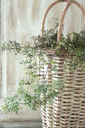 画像16: クレマチス "ぺトレイ" 15cmポット