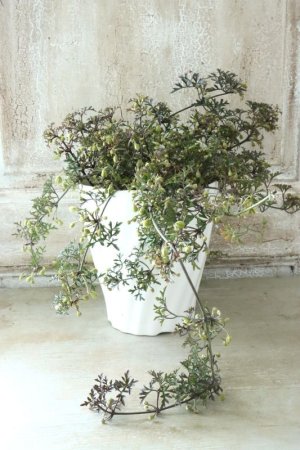 画像9: クレマチス "ぺトレイ" 15cmポット