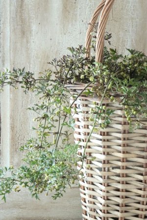 画像14: クレマチス "ぺトレイ" 15cmポット