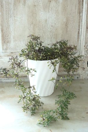 画像8: クレマチス "ぺトレイ" 15cmポット