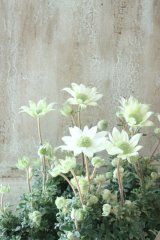フランネルフラワー "天使のウィンク"