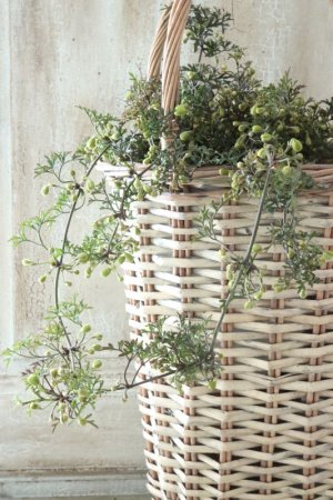 画像10: クレマチス "ぺトレイ" 15cmポット