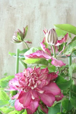 画像4: 八重咲きクレマチス "花炎" 17cmポット