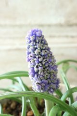 芽出し球根 八重咲きムスカリ "ブルースパイク" 