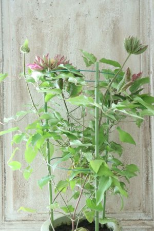 画像6: 八重咲きクレマチス "花炎" 17cmポット