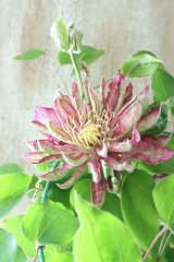 八重咲きクレマチス "花炎" 17cmポット