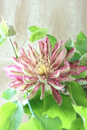 画像3: 八重咲きクレマチス "花炎" 17cmポット