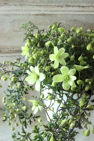 画像5: クレマチス "ぺトレイ" 15cmポット