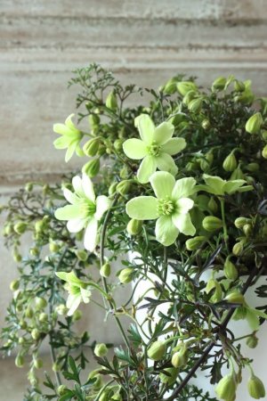 画像6: クレマチス "ぺトレイ" 15cmポット