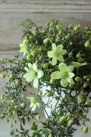 画像4: クレマチス "ぺトレイ" 15cmポット