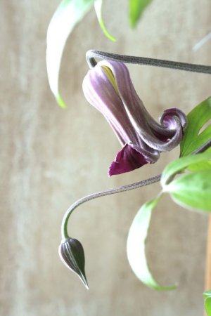 画像3: 壺型クレマチス "紫の舞" とっても良い香り!