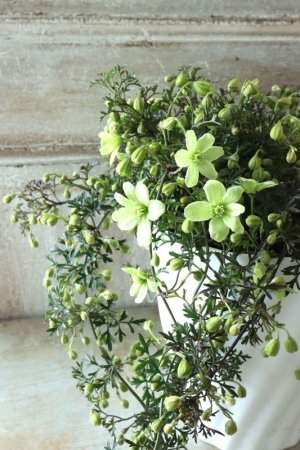 画像3: クレマチス "ぺトレイ" 15cmポット