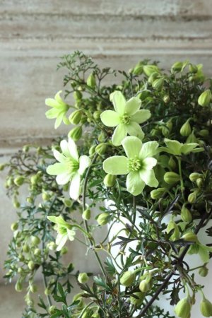 画像7: クレマチス "ぺトレイ" 15cmポット