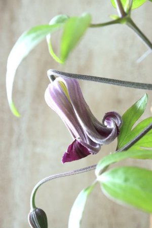 画像1: 壺型クレマチス "紫の舞" とっても良い香り!