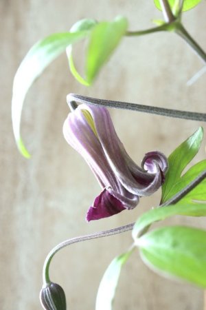 画像2: 壺型クレマチス "紫の舞" とっても良い香り!