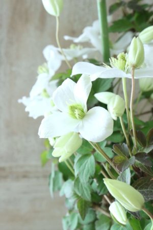 画像5: モンタナ系クレマチス "雪ひとひら" 17cmポット