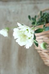 シレネ "スワンレイク"